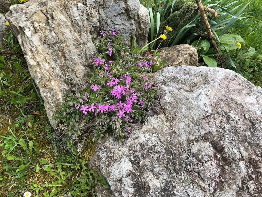 Appartamento Giada Pozzale Di Pieve Di Cadore Exterior foto