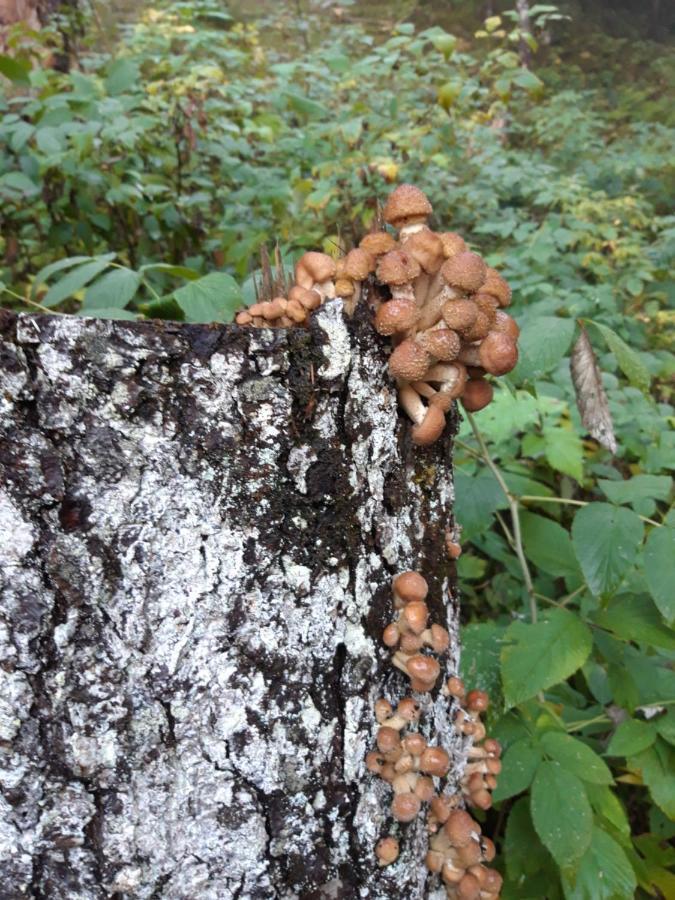 Appartamento Giada Pozzale Di Pieve Di Cadore Exterior foto